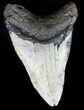 Bargain, Megalodon Tooth - North Carolina #59039-1